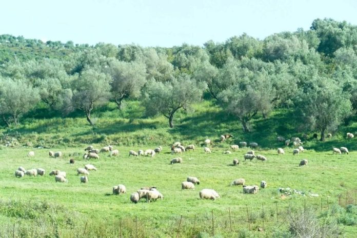 ΟΠΕΚΕΠΕ:-Φάμπρικα-συγγενών-τα-10-άτομα-που-ελέγχονται-στη-Θεσσαλία