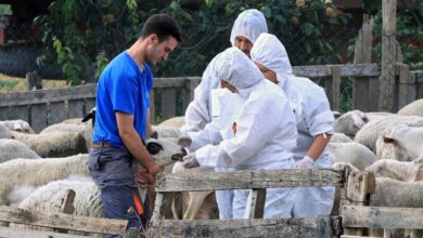 Νέα-Ομάδα-Εργασίας-του-ΥΠΑΑΤ-στη-μάχη-για-την-ευλογιά-των-αιγοπροβάτων