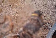 Φρίκη-στην-Ισπανία:-Νεκρά-32-σκυλιά-σε-αγρόκτημα-–-Τα-είχαν-αφήσει-χωρίς-φαγητό-και-νερό