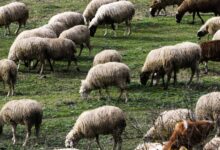 Το-ΥΠΑΑΤ-για-την-ευλογιά-των-αιγοπροβάτων-στη-Θεσσαλία-–-Η-απάντηση-σε-Κουρέτα