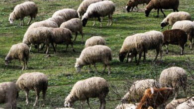 Το-ΥΠΑΑΤ-για-την-ευλογιά-των-αιγοπροβάτων-στη-Θεσσαλία-–-Η-απάντηση-σε-Κουρέτα