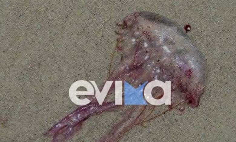 Γεμάτες-μωβ-μέδουσες-οι-παραλίες-της-Εύβοιας-–-Ανησυχούν-οι-κολυμβητές