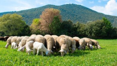 Κόντρα-για-τη-διαχείριση-της-ευλογιάς-–-Σε-τρία-χρόνια-θανατώθηκαν-300.000-ζώα