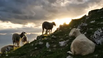 «Ευλογιά-προβάτων:-Ανησυχία-Μπαγιώτη-για-ταφή-νεκρών-ζώων-στη-Φαρκαδόνα»