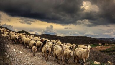Ελασσόνα:-Σύσκεψη-για-την-ευλογιά-με-τον-Υφυπουργό-Χρήστο-Κέλλα