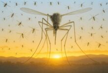Ανησυχία-στη-Θεσσαλία-για-τον-Ιό-Δυτικού-Νείλου-–-Κάτοικοι-κλεισμένοι-στα-σπίτια-τους