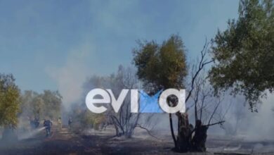 Βόρεια-Εύβοια:-Φωτιά-σε-αγροτική-έκταση-με-ελιές-στα-Κανατάδικα-–-Τραυματίστηκε-ένας-άνθρωπος