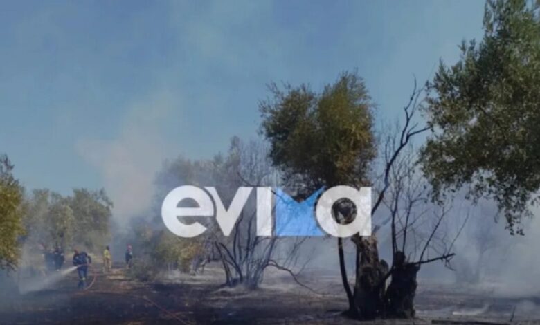 Βόρεια-Εύβοια:-Φωτιά-σε-αγροτική-έκταση-με-ελιές-στα-Κανατάδικα-–-Τραυματίστηκε-ένας-άνθρωπος
