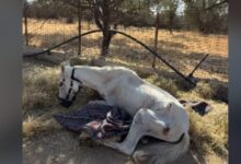 Η-σπαρακτική-ιστορία-του-αλόγου-«Μαριάνθη»-που-έμεινε-αβοήθητο-στην-Αιδηψό-για-εβδομάδες