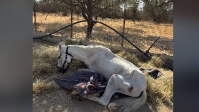 Η-σπαρακτική-ιστορία-του-αλόγου-«Μαριάνθη»-που-έμεινε-αβοήθητο-στην-Αιδηψό-για-εβδομάδες