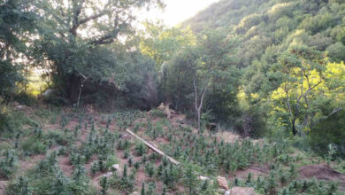 Σπάρτη:-Εντοπίστηκαν-φυτείες-κάνναβης-και-2.250-δενδρύλλια-σε-δύσβατη-περιοχή-–-Τέσσερις-συλλήψεις