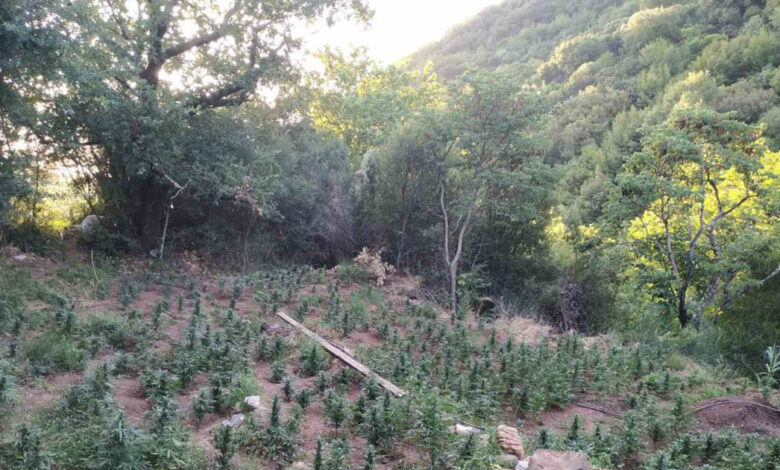 Σπάρτη:-Εντοπίστηκαν-φυτείες-κάνναβης-και-2.250-δενδρύλλια-σε-δύσβατη-περιοχή-–-Τέσσερις-συλλήψεις
