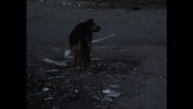 Ουκρανία:-Η-ιστορία-της-σκυλίτσας-που-έψαχνε-στα-συντρίμμια-τον-νεκρό-της-ιδιοκτήτη-«ραγίζει-καρδιές»