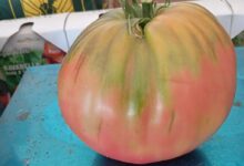 Ντομάτα-βάρους-1,1-kg-καλλιεργήθηκε-στην-Γλυκομηλιά-Καλαμπάκας