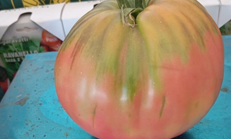 Ντομάτα-βάρους-1,1-kg-καλλιεργήθηκε-στην-Γλυκομηλιά-Καλαμπάκας