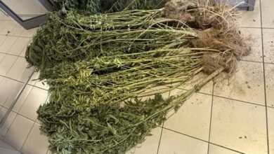 Τέμπη:-Δικογραφία-για-καλλιέργεια-και-κατοχή-κάνναβης