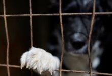 Καλάβρυτα:-«Το-σκυλί-ήταν-γεμάτο-λάσπες-και-σε-κακή-κατάσταση»,-λεει-η-γυναίκα-που-κατήγγειλε-τον-ηγούμενο-της-μονής-Σπηλαίου-για-κακοποίηση-ζώου