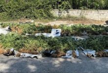 Εντοπίστηκαν-1.406-δενδρύλλια-κάνναβης-στην-Καρδίτσα