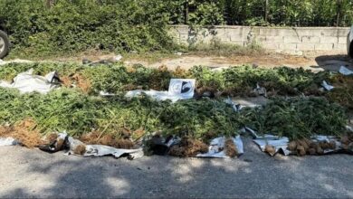 Εντοπίστηκαν-1.406-δενδρύλλια-κάνναβης-στην-Καρδίτσα