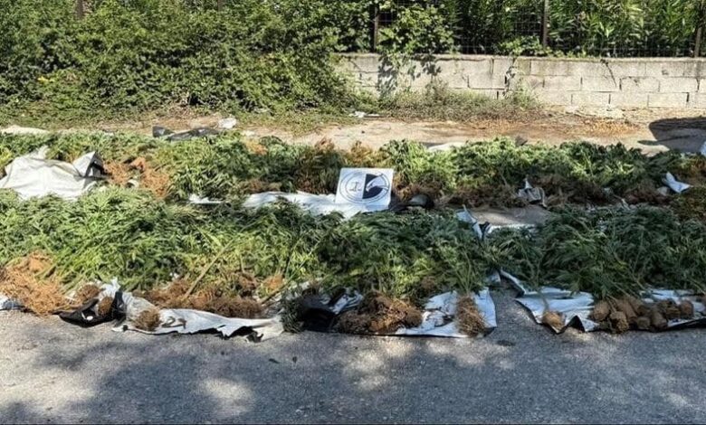 Εντοπίστηκαν-1.406-δενδρύλλια-κάνναβης-στην-Καρδίτσα