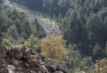 Τραγικό-τέλος-στην-αναζήτηση-ηλικιωμένου-στα-Ιωάννινα-–-Βρέθηκε-νεκρός-σε-δάσος