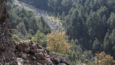 Τραγικό-τέλος-στην-αναζήτηση-ηλικιωμένου-στα-Ιωάννινα-–-Βρέθηκε-νεκρός-σε-δάσος