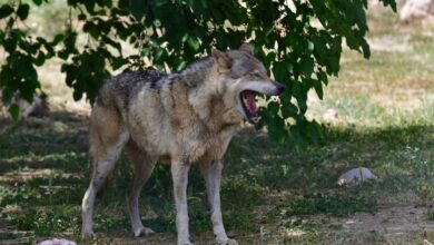 Επίθεση-λύκου-σε-5χρονη-στη-Χαλκιδική:-«Η-έλλειψη-τροφής-οδηγεί-τα-άγρια-ζώα-στον-αστικό-ιστό»-λένε-οι-ειδικοί
