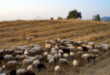 Ευλογιά-των-αιγοπροβάτων:-Πάνω-από-350-εκατ.-ευρώ-οι-ζημιές-σε-14-μήνες-–-Πού-εντοπίζονται-τα-νέα-κρούσματα