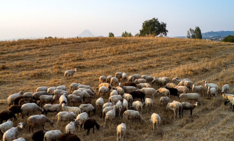 Ευλογιά-των-αιγοπροβάτων:-Πάνω-από-350-εκατ.-ευρώ-οι-ζημιές-σε-14-μήνες-–-Πού-εντοπίζονται-τα-νέα-κρούσματα