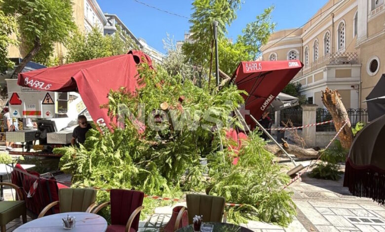 Πτώση-δέντρου-στην-Αθήνα:-«Νομίζαμε-πως-πέθανε-η-γυναίκα,-έβγαζε-αίμα-από-το-στόμα»