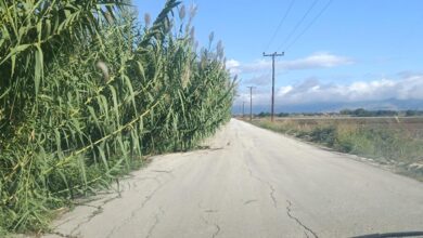 Επικίνδυνος-ο-δρόμος-Λόγγος-–-Γλίνος-λόγω-χόρτων-και-καλαμιών