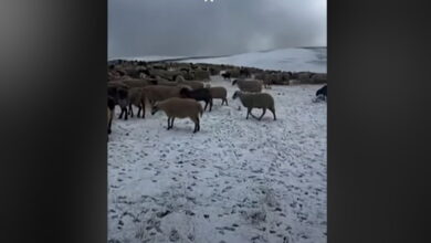 Σαμαρίνα:-Έπεσε-το-πρώτο-χιόνι,-εγκλωβισμένοι-στα-θερινά-βοσκοτόπια-οι-κτηνοτρόφοι-λόγω-ευλογιάς
