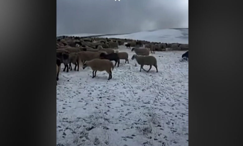 Σαμαρίνα:-Έπεσε-το-πρώτο-χιόνι,-εγκλωβισμένοι-στα-θερινά-βοσκοτόπια-οι-κτηνοτρόφοι-λόγω-ευλογιάς