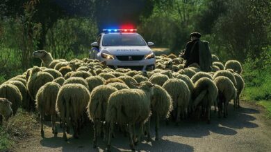 Σύλληψη-κτηνοτρόφου-στη-Λάρισα-εκτός…-μαντριού