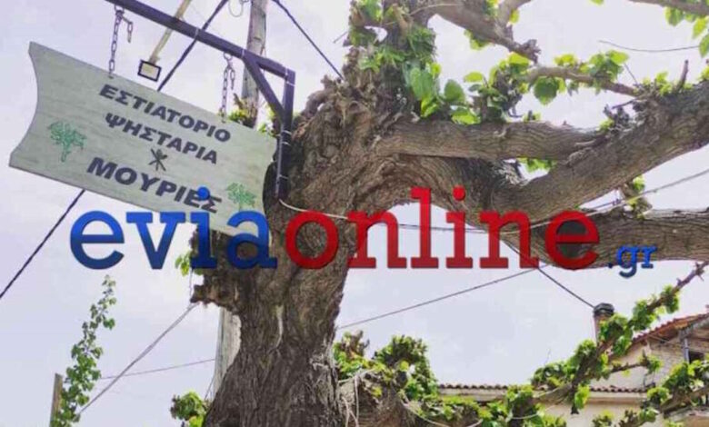 Εύβοια:-Ένας-67χρονος-ιδιοκτήτης-ταβέρνας-έπεσε-από-σκάλα-και-σκοτώθηκε-–-Προσπαθούσε-να-κλαδέψει-μουριές
