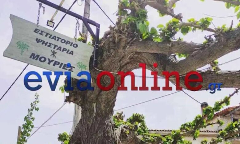 Εύβοια:-Ένας-67χρονος-ιδιοκτήτης-ταβέρνας-έπεσε-από-σκάλα-και-σκοτώθηκε-–-Προσπαθούσε-να-κλαδέψει-μουριές