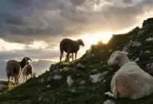 Σύλληψη-60χρονου-στον-Έβρο-με-παράνομα-εμβόλια-ευλογιάς