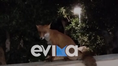 Εύβοια:-Η-κυρία-Τούλα-και-η-αλεπού-είναι-«αχώριστες»-στην-Κάρυστο-–-Η-ιδιαίτερη-φιλία-τους