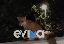 Εύβοια:-Η-κυρία-Τούλα-και-η-αλεπού-είναι-«αχώριστες»-στην-Κάρυστο-–-Η-ιδιαίτερη-φιλία-τους