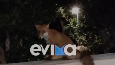 Εύβοια:-Η-κυρία-Τούλα-και-η-αλεπού-είναι-«αχώριστες»-στην-Κάρυστο-–-Η-ιδιαίτερη-φιλία-τους