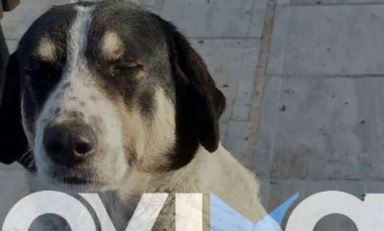 Εύβοια:-Πυροβόλησαν-και-σκότωσαν-αδέσποτο-σκύλο-–-«Δεν-είχε-πειράξει-ποτέ-κανέναν,-ήθελε-αγάπη-και-ένα-χάδι»-λέει-κάτοικος