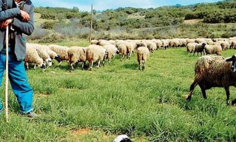 Σαράντης:-«Αποζημιώσεις-τώρα-στους-κτηνοτρόφους-που-έθαψαν-τα-κοπάδια-τους»