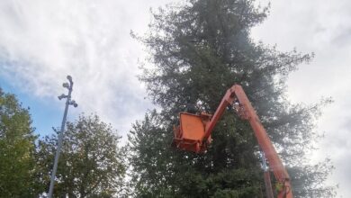 Φωτίζεται-το-υψηλότερο-φυσικό-χριστουγεννιάτικο-δέντρο-της-χώρας-στα-Τρίκαλα