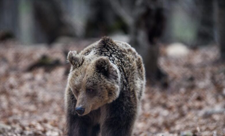 Αρκούδες-«εισβάλλουν»-σε-πόλεις-της-Ιαπωνίας:-10-νεκροί-από-την-αρχή-του-χρόνου-–-Ζητούν-βοήθεια-από-τον-στρατό-για-τις-επιθέσεις