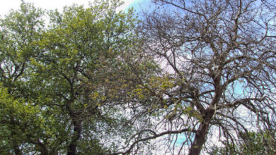 Θεσσαλία:-Το-μεταχρωματικό-έλκος-απειλεί-τα-πλατάνια