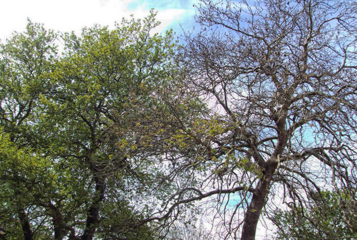 Θεσσαλία:-Το-μεταχρωματικό-έλκος-απειλεί-τα-πλατάνια