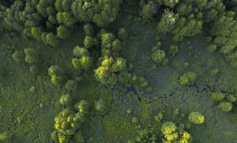 Επένδυση-στη-βιωσιμότητα-και-την-ασφάλεια-του-Πεντελικού-Όρους-από-την-helleniq-energy