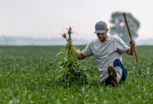 Η-Κίνα-θα-αγοράσει-12-εκατομμύρια-τόνους-σόγιας-φέτος,-λέει-ο-Μπέσεντ