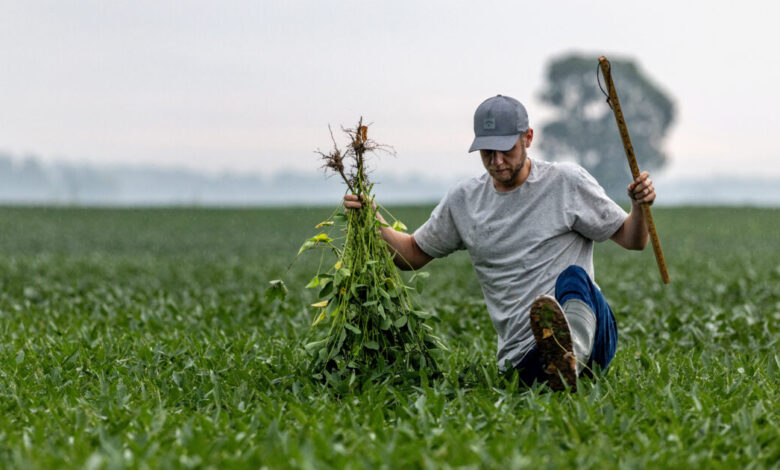 Η-Κίνα-θα-αγοράσει-12-εκατομμύρια-τόνους-σόγιας-φέτος,-λέει-ο-Μπέσεντ