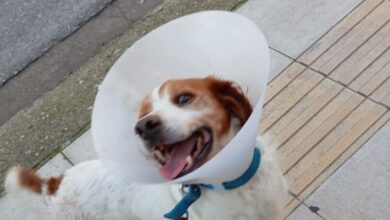 Ηλεία:-«Ουδέποτε-αναφέραμε-ότι-το-ζώο-κακοποιήθηκε-σεξουαλικά»-λέει-ο-φιλοζωικός-σύλλογος-Κρεστένων